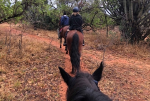 Vanuit Johannesburg: paardrijsafari en kabelbaantour