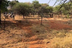 Z Johannesburga: safari konne i wycieczka kolejką linową