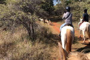 From Johannesburg: Horse-Riding Safari