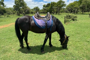From Johannesburg: Horse-Riding Safari