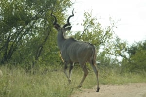 Från Johannesburg: Kruger 4 Dagars Safari