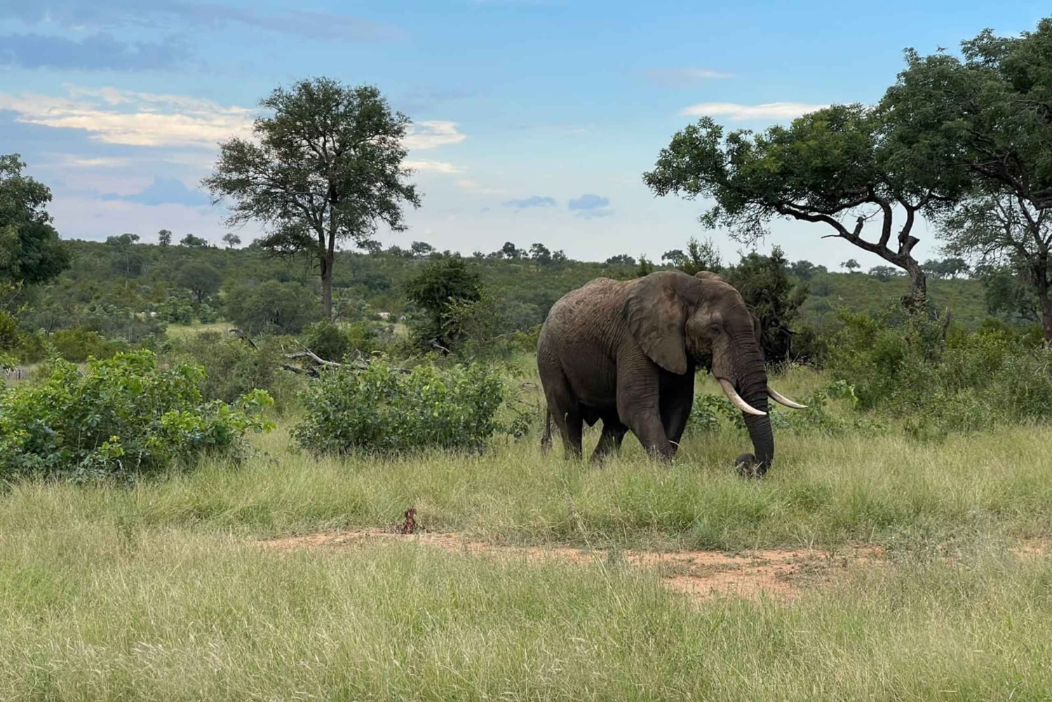 Från Johannesburg : Kruger National Park 2 Dagars BIG 5 Safari