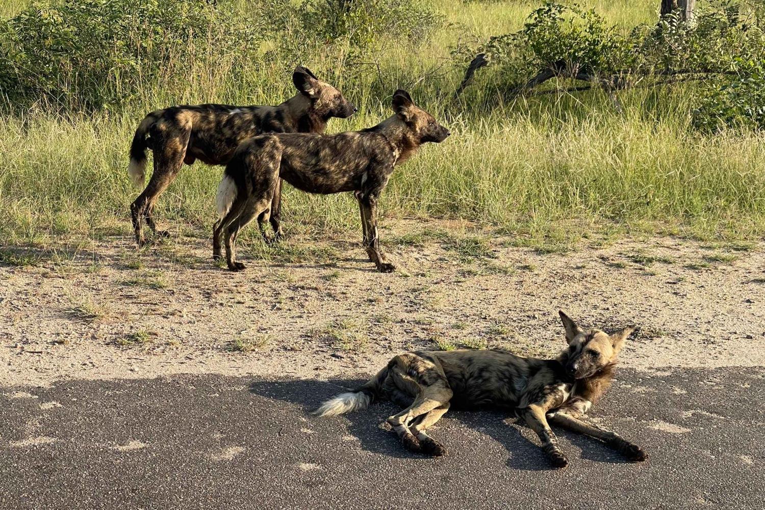 Från Johannesburg : Kruger National Park 2 Dagars BIG 5 Safari