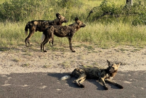 Från Johannesburg : Kruger National Park 2 Dagars BIG 5 Safari