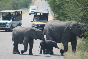 Kruger National Park 3-Day Safari