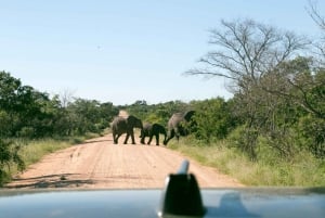 De Joanesburgo: Safári de Luxo Parque Nacional Kruger 4 Dias