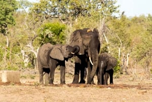 Fra Johannesburg: Kruger National Park 4-dages luksussafari
