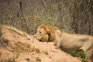 Da Johannesburg: safari di 4 giorni a Parco Nazionale Kruger