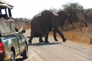 De Joanesburgo: Safári de Luxo Parque Nacional Kruger 5 Dias