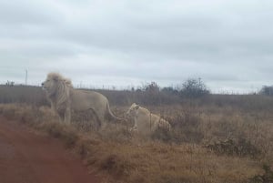 Fra Johannesburg: Tur til kulturlandsbyen Lesedi og løveparken