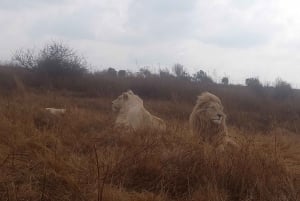 Da Johannesburg: Villaggio culturale di Lesedi e tour del Parco dei leoni