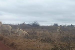 Depuis Johannesburg : Village culturel de Lesedi et visite du parc des lions