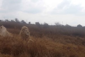 Depuis Johannesburg : Village culturel de Lesedi et visite du parc des lions