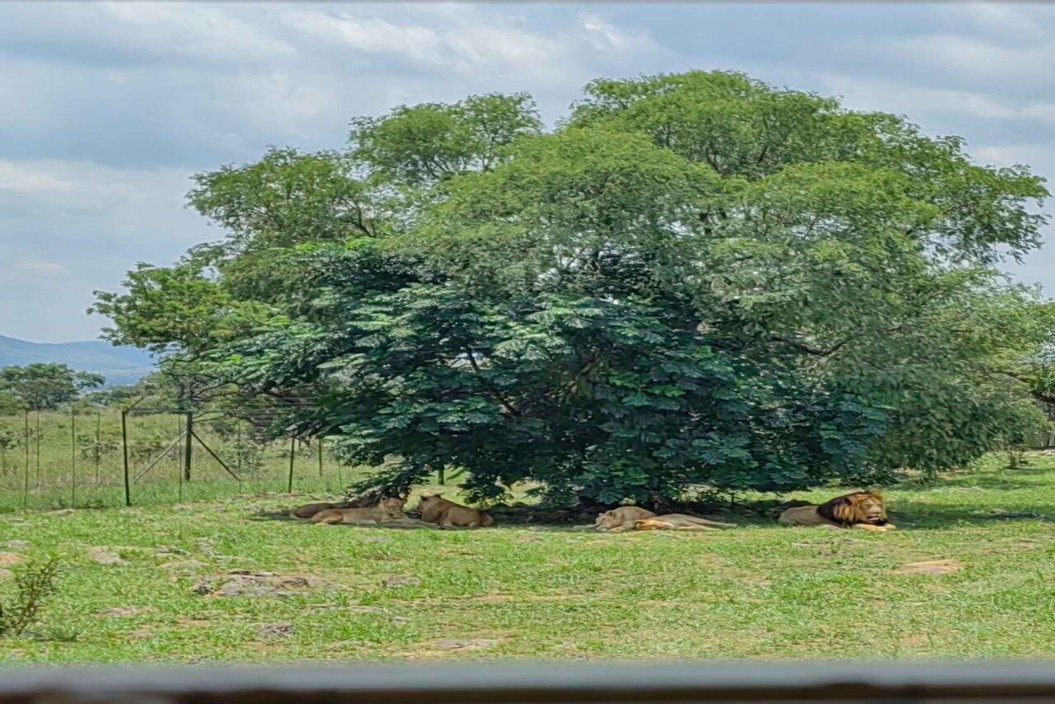 Fra Johannesburg: Lion Park-tur med utflukt til landsbyen Lesedi