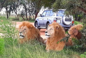 From Johannesburg : Lion Park Tour with Lesedi Village Tour