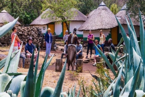 From Johannesburg : Lion Park Tour with Lesedi Village Tour