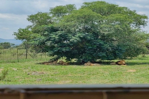 De Joanesburgo: excursão ao Lion Park com passeio pela vila de Lesedi