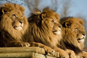 Fra Johannesburg: Halvdagstur til løve- og safaripark