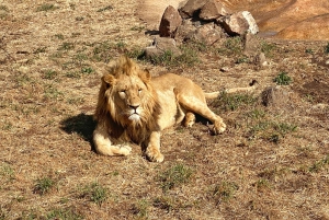 Desde Johannesburgo: tour de medio día en Lion & Safari Park