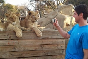 From Johannesburg: Lion & Safari Park Half-Day Tour