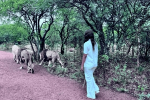 Från Johannesburg: Majestic Lion Walk-upplevelse