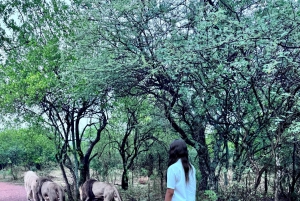 Från Johannesburg: Majestic Lion Walk-upplevelse