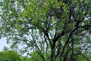 Från Johannesburg: Majestic Lion Walk-upplevelse