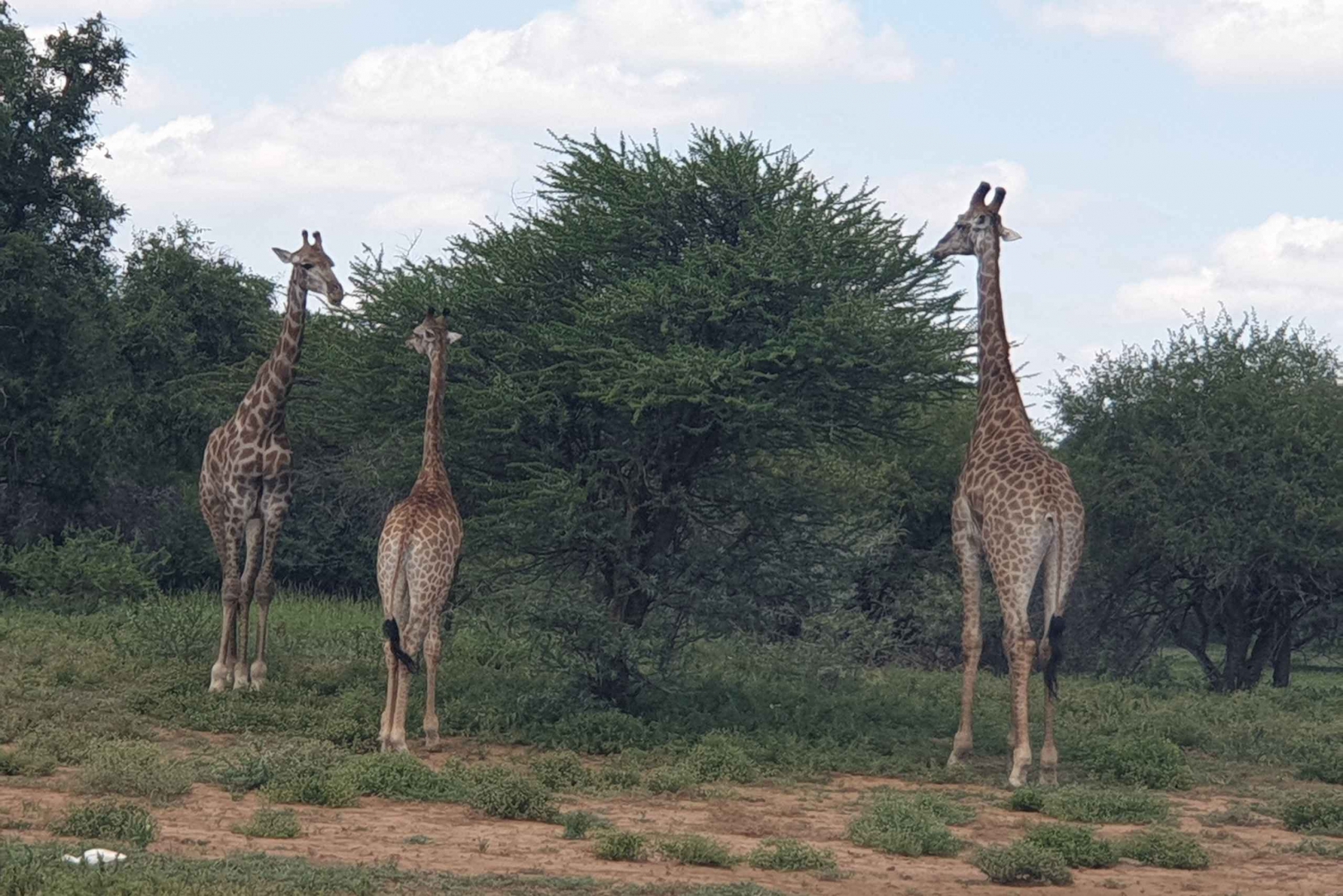 From Johannesburg or Pretoria: Dinokeng Game Reserve Safari