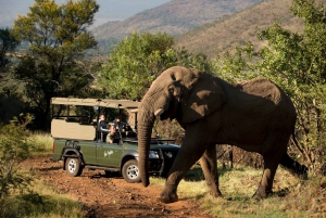 From Johannesburg: Pilanesberg National Park Safari