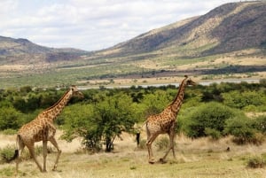 Depuis Johannesburg : Safari dans la réserve naturelle du Pilanesberg