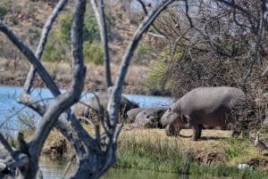 From Johannesburg: Pilanesberg Nature Reserve Game Safari