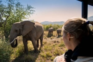 Von Johannesburg aus: Pilanesberg Nature Reserve Wildsafari