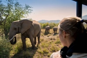 Johannesburgista: Pilanesberg Nature Reserve Game Safari