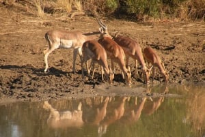 De Joanesburgo: Safari de vida selvagem em Pilanesberg