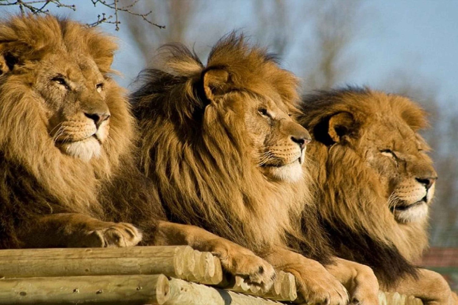 johannesburg lion safari park