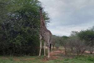 Fra Pretoria: 4-dagers guidet tur til Krugerparken og Graskop