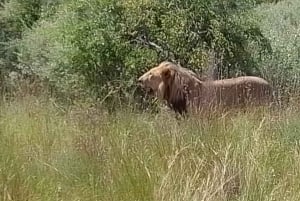 De Pretória: Viagem guiada de 4 dias ao Kruger Park e Graskop