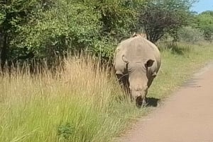 Vanuit Pretoria: 4-daagse begeleide trip naar Krugerpark en Graskop