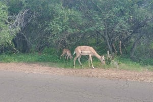 Vanuit Pretoria: 4-daagse begeleide trip naar Krugerpark en Graskop
