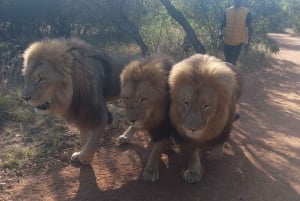 Z Pretorii: 4-dniowa wycieczka z przewodnikiem do Parku Krugera i Graskopu