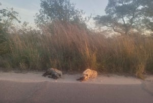 Pretoriasta: 4 päivän opastettu matka Krugerin puistoon ja Graskopiin