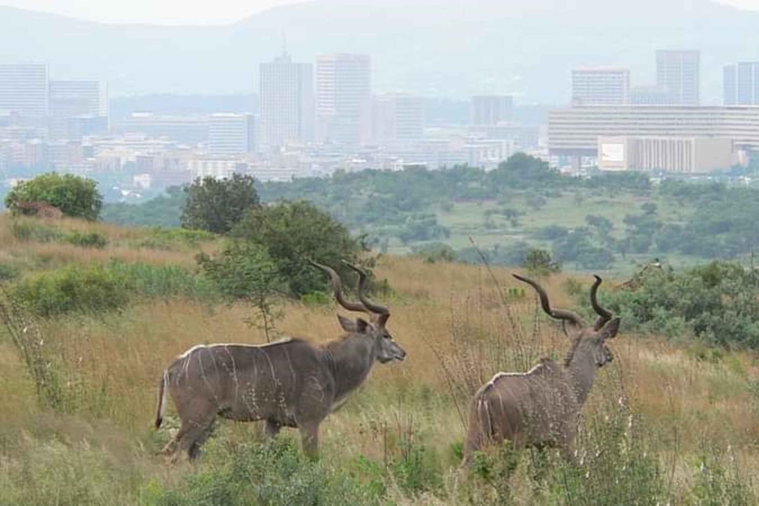 De Pretória: E-Bike na selva com jogo perto de Jo'burg