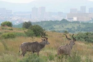 De Pretória: E-Bike na selva com jogo perto de Jo'burg