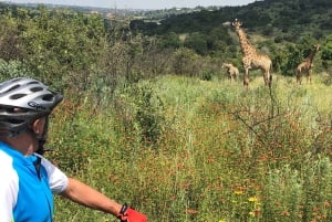 De Pretória: E-Bike na selva com jogo perto de Jo'burg