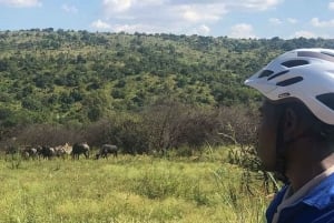 From Pretoria: Groenkloof Nature Reserve E-Bike Tour