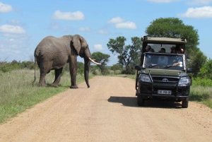 Johannesburg: Full Day Open Safari in Kruger National Park