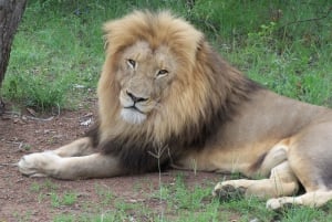 Guided Lion Walk + Predator Tour + Cheetah Demonstration