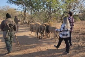 Guided Lion Walk + Predator Tour + Cheetah Demonstration