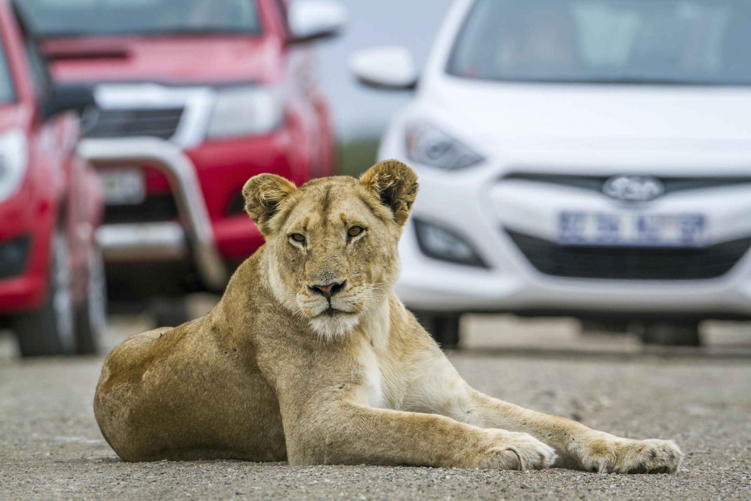 Hartbeespoort : Visite autoguidée du parc des lions et des safaris