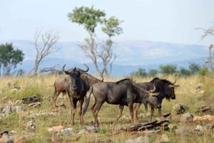 Hartbeespoort: Självkörning i lejon- och safariparken